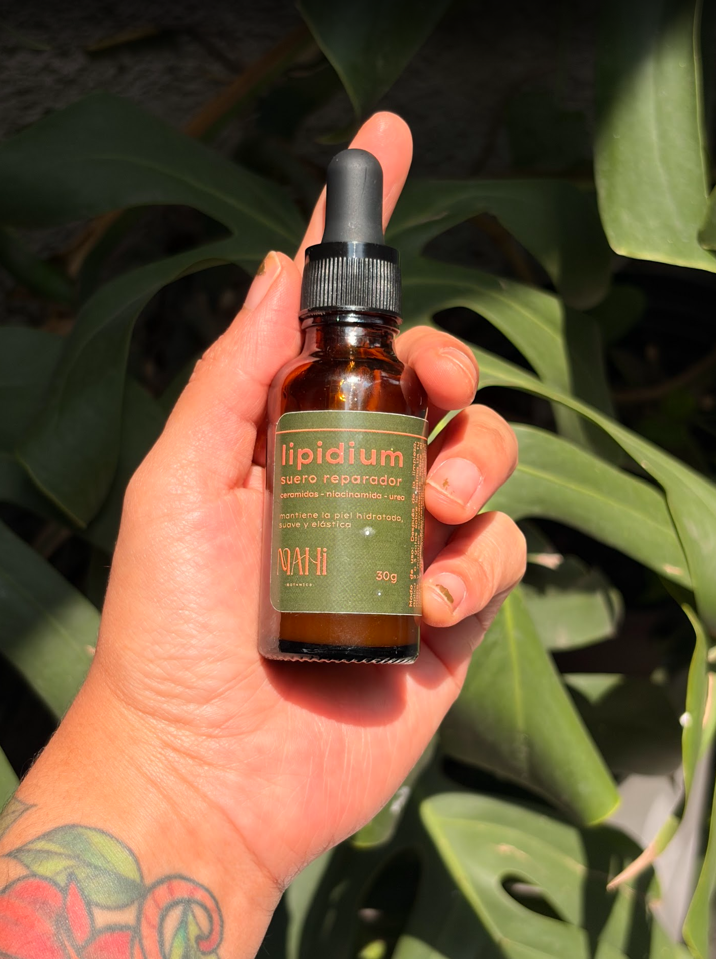 Lipidium